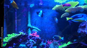Tropical fish and corals: Threadfish seabass, wrasse, bluegreen chromis, orange fairy basslet, sixline wrasse, sailfin tang, pacific blue tang, unicornfish, surgeonfish, butterflyfish, angelfish
