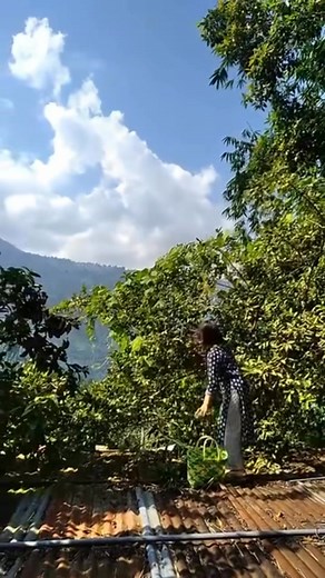 Aaunu hos hai ambak khanu | Amita Lama