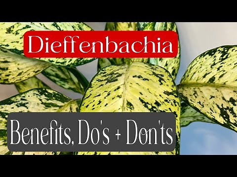 Dieffenbachia (aka) Dumb cane | Benefits, Do’s + Don’ts