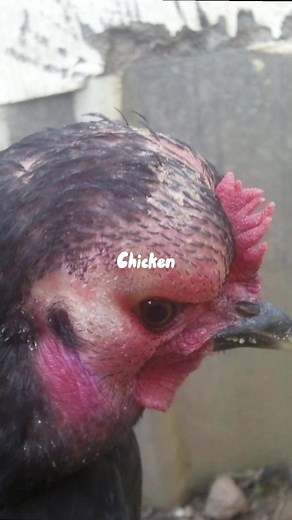 scaryvids_11 on TikTok