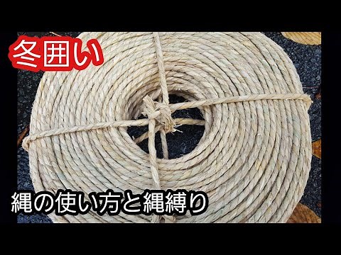 冬囲い 縄の作業前の準備と縄縛り