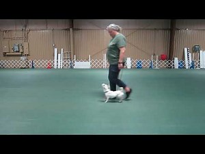 AKC Rally Novice Sign #27 : Stop and Down (Feet Together and Feet Apart w/Slow Motion)