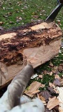 How to start hewing : Find a log & grab an axe ! | #hewing for beginners #équarissage #timberframe