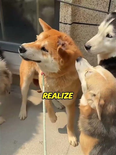 "Rescued Stray Dog Meets His New Siblings for the First Time! 😭❤️"#DogRescue #straydogs