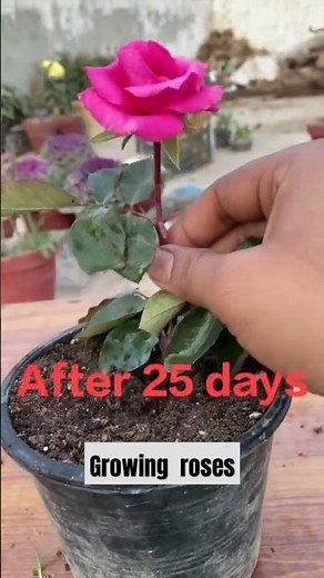 How to Graft Roses: A Simple Guide for Beautiful Blooms! #grafting #roses #garden