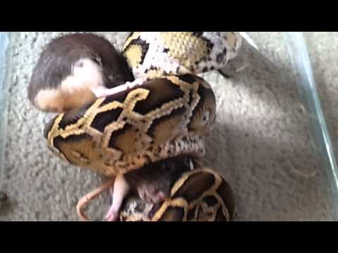 Snake eating rat (GRAPHIC VIDEO)