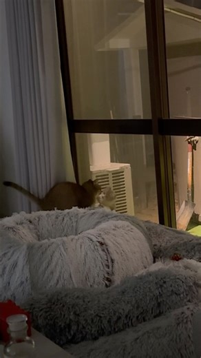 Outside kitten and Mii-chan 😸