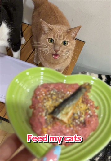 ASMR Cat Feeding with BIG CRUNCH Cat Food