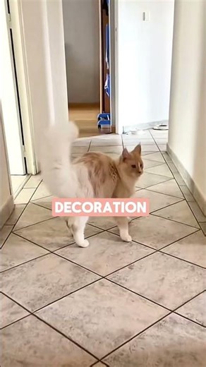 How Cats Use Their Tails To Talk!