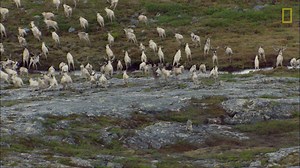 128K views · 163 shares | A wolf can follow a herd of caribou for weeks, but does it pack the stamina to take one down on its own? | National Geographic Animals | Facebook