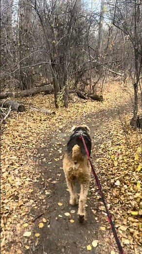 Timber the Airedale terrier, exploring near Clear Creek