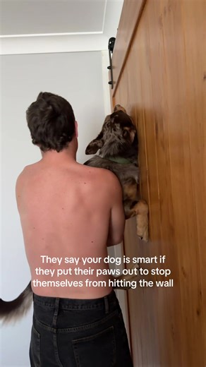 Understanding Dog Behavior: Why Do Dogs Stop Themselves?