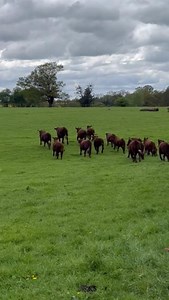 Beef farmer Anna tells us how pasture fed beef has nutritional & environmental benefits🐮🌱 #GreatBritishBeefWeek24 #GBBW24 #BackBritishFarming | Back British Farming NFU
