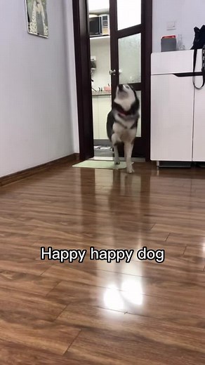 Happy Dog Compilation - Funny and Cute Moments