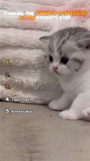 Ranking the Funniest Aggressive Kitten Moments Ever 😾🐾 #kittens #aggressivecat #funnykittens