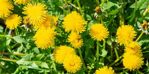 Keep dandelions off your lawn for good with these 5 preventative tricks