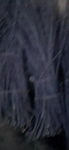 Kingroat and schnico red sticks are available 9149825849 | KVF Orchard and Nursery