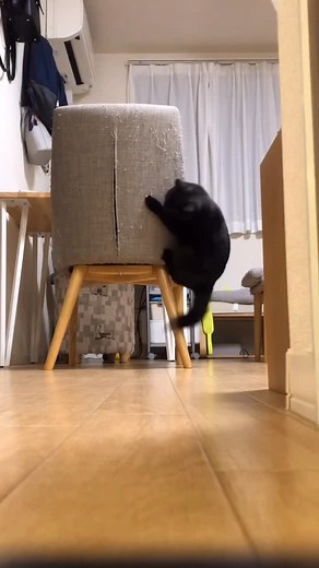 CATS🧶 on Instagram: "Is something calling me?"