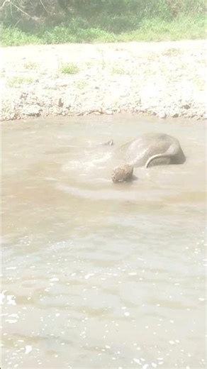 Some moments are just too adorable to forget 🐘💚 #cuteelephants