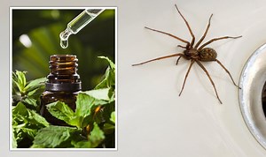 Deter spiders from homes 'without using chemicals' - £2 hack