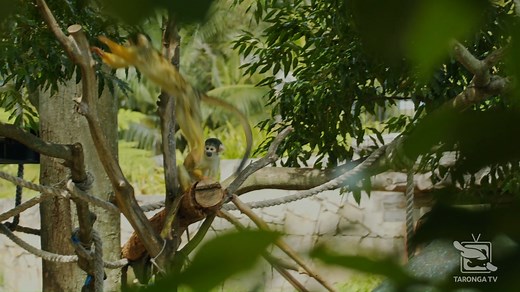 3.8K views · 297 reactions | Did you catch last nights episode of Taronga: Who's Who in the Zoo? If you did, you may have seen that earlier this year we had a few new residents join our squirrel monkey group!  Tune in now and hear from Keeper Laura about the incredible breeding season that was had earlier this year because of these two new residents! #forthewild #tarongatv | Taronga Zoo Sydney | Facebook