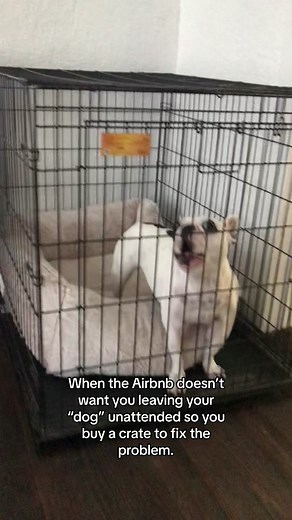 Instead the police get called because they think I’m beating someone… #dogmom #fyp #airbnb #frenchie #dogsoftiktok #fyp #foryou #vacation