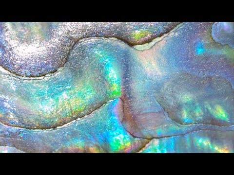 Pearl Discovery! (Reveals 18563 - 18578)