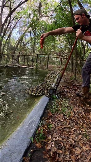 Croc snapping up snacks! #crocodile #reptiles #animals