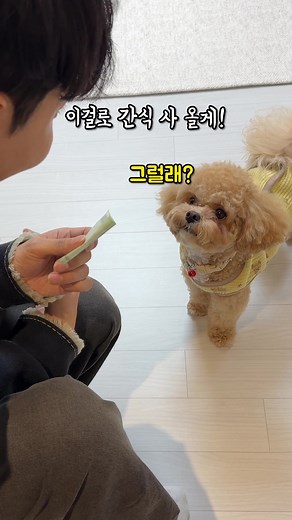 시각장애인을 도와주는 똑똑한 강아지 | 강아지 토리