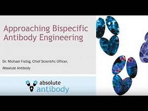 Refining Bispecific Antibody Engineering