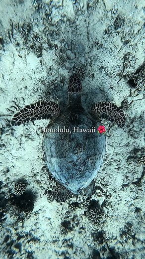 Plan Your Dream Trip to Honolulu, Hawaii
