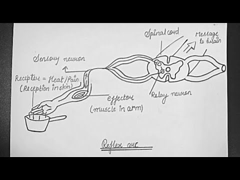 Reflex Arc Diagram || How To Draw Reflex Arc Diagram With Proper Labelling