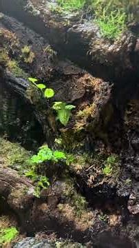 Rainforest Terrarium Update 🌿 Sonerila Thriving in High Humidity Build