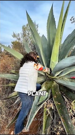 This Plant Is Sweeter Than Sugar😲