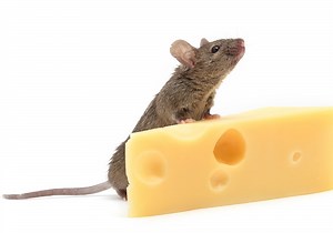 Mouse Symbolism & Meaning (+Totem, Spirit & Omens)