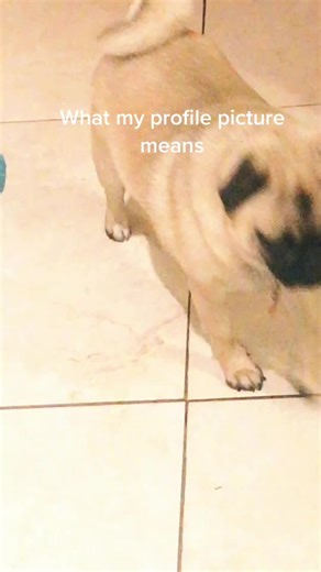 Daisy!!!!!!!! (@daisytheminipug8)’s videos with She Share Story (for Vlog) - 山口夕依