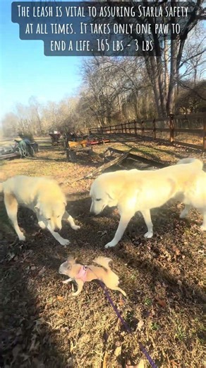 It’s all about the Chihuahua on a leash with two polar bear livestock guardian dogs introductions