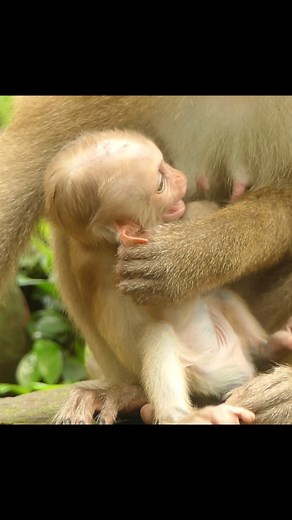The sound of baby cries mixes with rustling leaves of the forest | Little BB Monkey