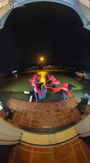 🎥🚨🦩 Dramatic Flamingo Attack Caught in One Shot