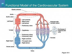 Functional Model of the Cardiovascular System - SlideServe