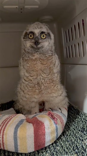 13K views · 1K reactions | Here at #WildAtHeart, we often receive...