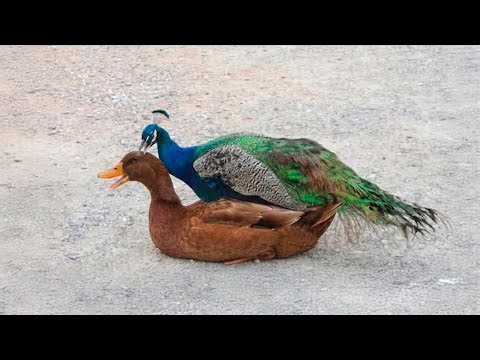Can a peacock mate with a duck?