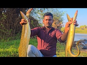 big bam fish catching eel fishing technique | traditional baam fishing baam fish catch unique idea