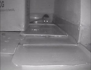 Large Mouse Glue Traps - Jumbo Rat and Mice for Home, Eco-Friendly,Pre-Scented, Long-Lasting Sticky,Powerful Indoor Mice for House, No Bait Needed,Total CoverageRat Snake Sticky Pad Board（10 Sheet）