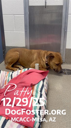 🎄💔 ALL I WANT FOR CHRISTMAS… IS TO LIVE 💔🎄 I’m Patty — and I’m hoping for a miracle before Christmas magic runs out. Hi… my name is Patty. I’m a 4-year-old girl, and the holidays are scary for me. The shelter is loud, crowded, and full of noises I don’t understand. I curl up, I shake, and I wait… wishing someone gentle would see me. 🎄💔 They say I’m under-socialized and overwhelmed. I don’t bark for attention or jump at the door. I just try to disappear. I’m not bad — I’m just frightened, a