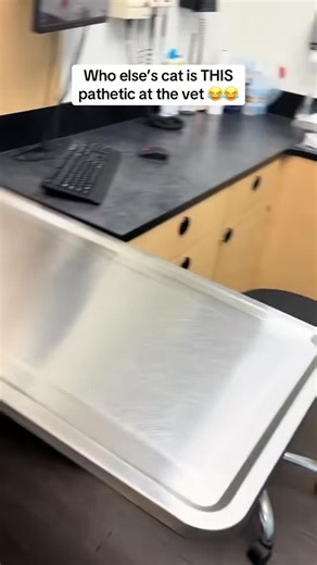 1.5K views · 30 reactions | The dramatic cat episode  #sampson #vet #catvideos | Lauren Eckhoff | Facebook