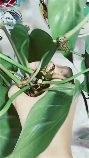 お手入れカットされたオキシカルジューム #のんびり時間 #観葉植物 #観葉植物のある暮らし #水耕栽培 #花瓶 #発根管理 #新芽 #成長中
