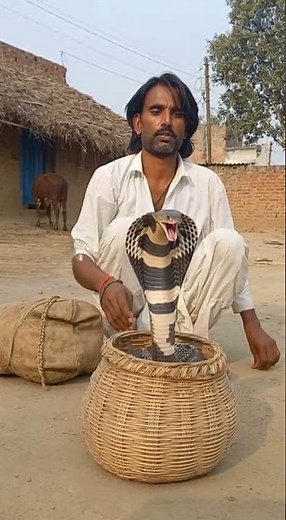 😮 King Cobra Rises for Snake Charmer's Flute - Amazing Cobra Dance!