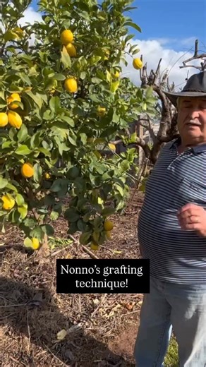 NOW (start of Spring) is the time to start grafting on thicker branches of mature fruit trees! 🍋🍑🍊 Last year, Nick grafted Eureka lemon onto a small but established Meyer lemon tree at his daughter’s place. He’s now added even more grafts to the tree! Just don’t forget to protect them from frost! We will post some updated photos soon. He wants you all to know how important it is to first condition the soil, by digging well around the tree, fertilising, and giving it a deep water if it hasn’t 