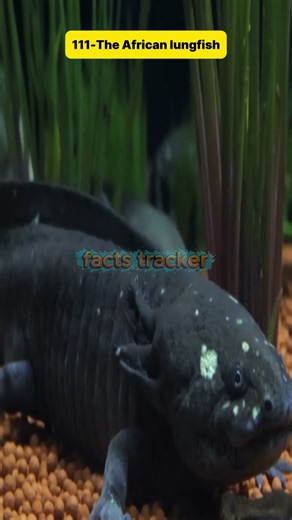 #fascinatinginformation #interesting #awesomethings #facts #unbelievable #funfacts #ultimatefacts